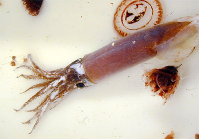 Blackfin tuna feed on a variety of prey including squid as shown here. Photo courtesy NOAA