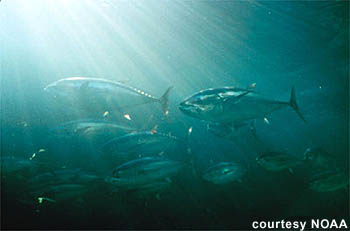 Bluefin tuna. Illustration courtesy NOAA