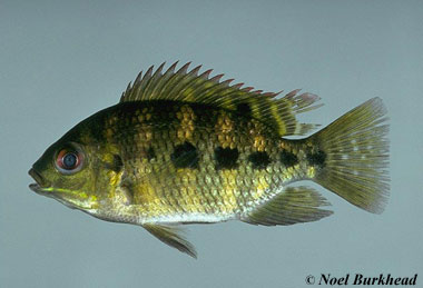 Spotted tilapia. Photo © Noel Burkhead