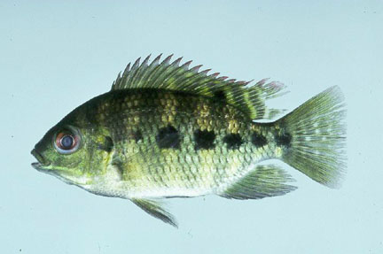 Spotted tilapia. Photo © Noel Burkhead