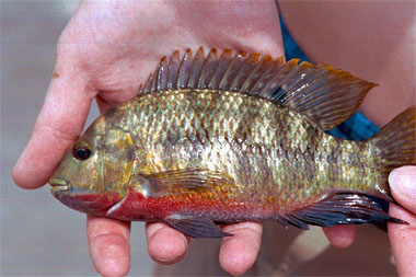 Spotted tilapia have produced hybrid offspring with the redbelly tilapia shown above. Photo courtesy Jan Hoover, USCOE, Waterways Experiment Station