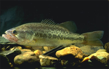 Largemouth bass (Micropterus salmoides) are predators of the spotted tilapia in south Florida. Photo courtesy U.S. Department of Agriculture