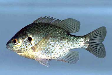 Walking catfish prey on eggs of native fishes including the redear sunfish. Photo © Noel Burkhead