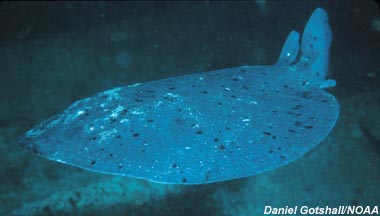 Pacific electric ray. Photo courtesy Daniel Gotshall/NOAA