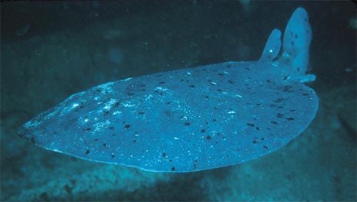 Pacific electric ray. Phtoo courtesy Daniel Gotshall/NOAA