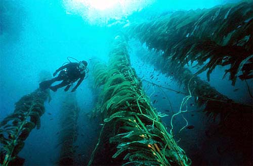 Pacific electric rays live around rocky reefs and kelp beds as pictured above. Photo courtesy Kip Evans/NOAA