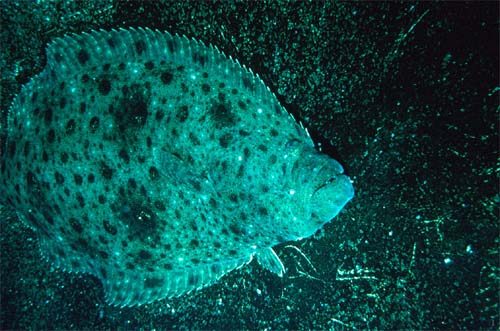 Halibut is a prey item for the Pacific electric ray. Photo courtesy Shane Anderson/NOAA