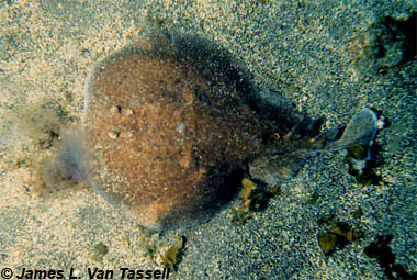 Marbled electric ray. Photo © James L. Van Tassell