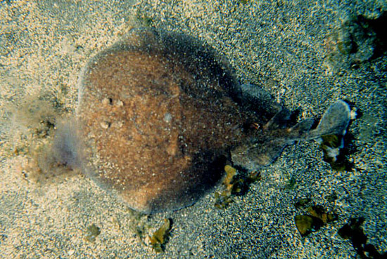 Marbled electric ray. Photo © James L. Van Tassell