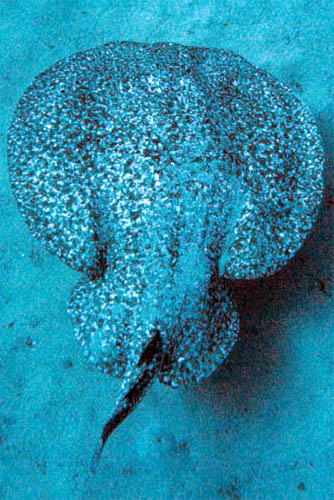 The marbled electric ray is not targeted by the commercial fisheries. Photo © James L. Van Tassell