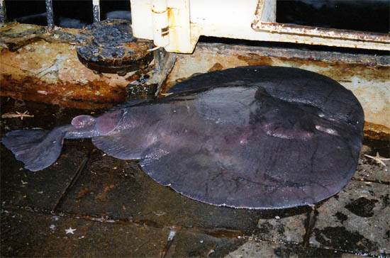 The Atlantic torpedo is dark gray to dark brown on the dorsal surface. Photo © Christina Conrath