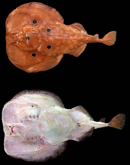 Common torpedo: dorsal and ventral views. Photo © George Burgess