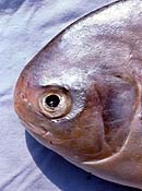 Closeup of head. Photo © George H. Burgess