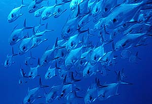 Schooling permit. Photo © Doug Perrine