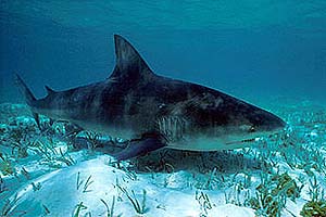 Bull shark. Photo © Doug Perrine