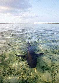 Lemon shark on grass flats where permit feed. Photo © Doug Perrine