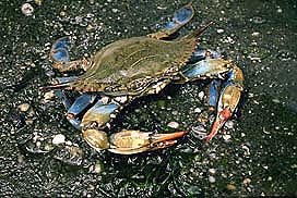 Larger adults feed on prey such as this blue crab. Photo courtesy NOAA