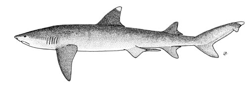 Whitetip reef shark. Illustration courtesy FAO Species Catalog, Vol. 4 Part 2 Sharks of the World