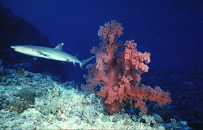 Whitetip reef shark: note the distinct white tips on the first dorsal and upper caudal fins. Photo © Jeremy Stafford-Deitsch