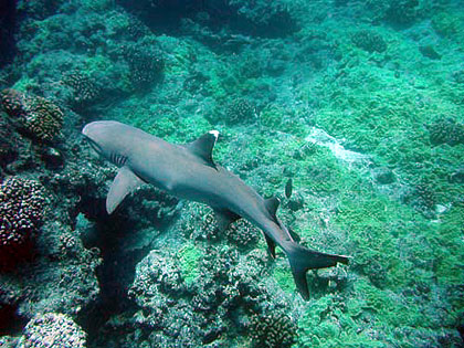 Whitetip reef shark cruising coral reef waters. Photo courtesy NOAA