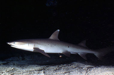 The whitetip reef shark feeds during the night on benthic prey. Photo © George Ryschkewitsch