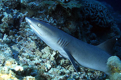 Whitetip reef shark in waters off the coast of Borneo. Photo © George Ryschkewitsch