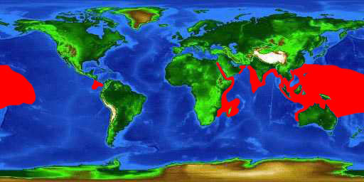 World distribution map for the whitetip reef shark