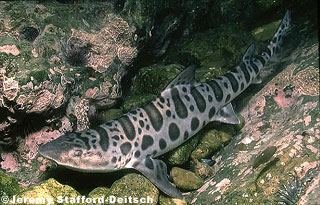 Leopard Shark. Photo © Jeremy Stafford-Deitsch