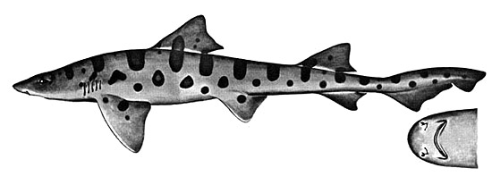 Leopard shark. Illustration courtesy Field Guide to Eastern Pacific and Hawaiian Sharks, U.S. Fish and Wildlife Service 1967