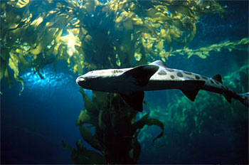 Leopard shark. Photo courtesy NOAA