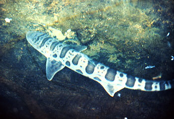 Leopard shark. Illustration courtesy Field Guide to Eastern Pacific and Hawaiian Sharks, U.S. Fish and Wildlife Service 1967