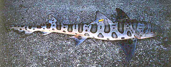 Leopard shark with yellow tag through dorsal fin. Photo courtesy National Marine Fisheries Service