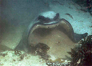 Leopard sharks feed on many species of fish including bat rays. Photo courtesy Tony Chess/National Marine Fisheries Service