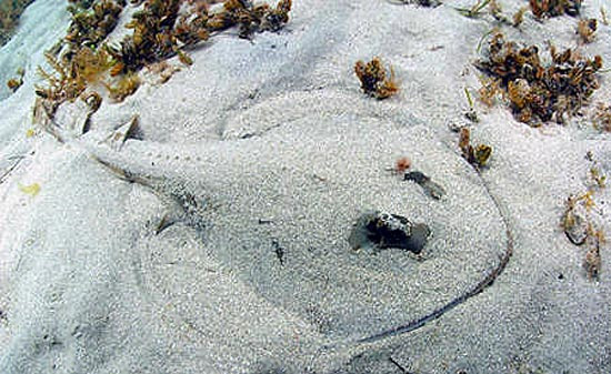 Southern fiddlers reside over sandy bottoms, utilizing the sand for camouflage for protection from predators. Photo © Doug Perrine