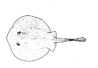 Round Stingray