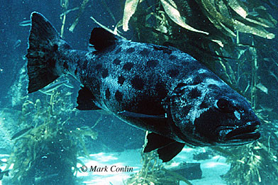 Black sea bass are known predators of the round stingray. Photo © Mark Conlin