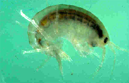 Amphipod. Photo courtesy U.S. Environmental Protection Agency