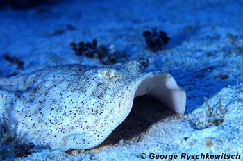 Yellow stingray. Photo © George Ryschkewitsch