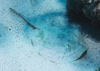 Yellow stingray partially buried in the sandy substrate. Photo © Luiz Rocha