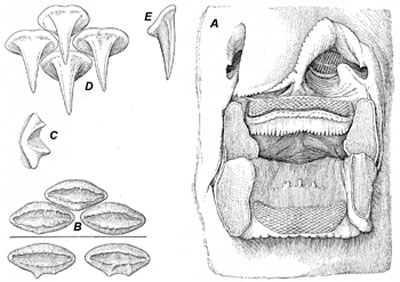 Dentition of yellow stingray, A. Opened mouth of female, B. Front upper teeth (above line) and rear upper teeth (below line) of female, C. Side view of upper tooth of female, D. Upper teeth of mature male, E. Side view of one tooth of same. Illustration courtesy Fishes of the Western North Atlantic, 1948