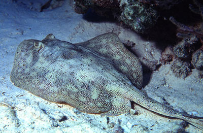 Yellow stingray grows to 26 inches in length. Photo © George Ryschkewitsch