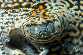 Close-up of a yellow stingray eye. Photo © Keri Wilk