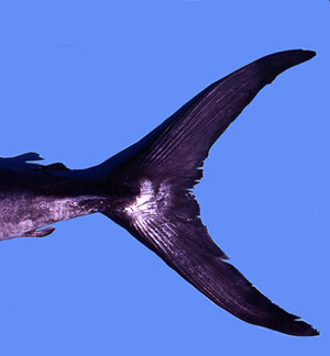 A close-up of the lunate caudal fin. Photo © George Burgess