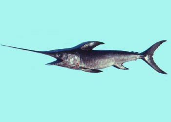 Juvenile swordfish. Photo © George Burgess