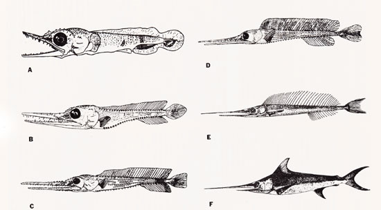 Swordfish larvae A. 7.8 mm SL, B. 14.5 mm SL, C. 27.2 mm SL, D. 68.8 mm SL, E. 252 mm BL (length from posterior edge of orbit to base of caudal fin), F. 580 mm BL. Illustrations courtesy: Fig. A: Jones (1962), Figs. B-D Arata (1954), and Figs. E-F: Nakamura et al (1951) Development of Fishes of the Mid-Atlantic Bight - U.S. Fish and Wildlife Service