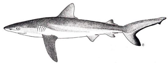 Grey reef shark. Image courtesy FAO Species Catalogue, Vol. 4 - Sharks of the World