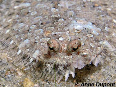 Eyed flounder. Photo © Anne DuPont