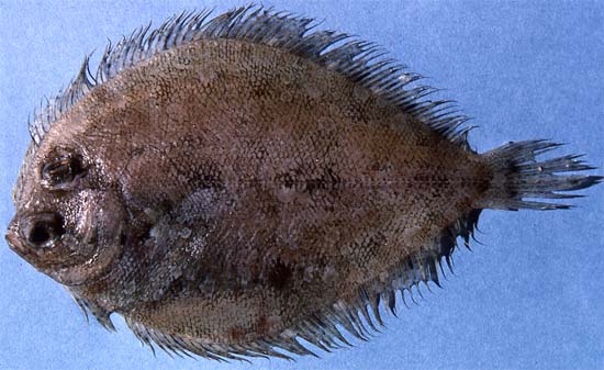 Eyed flounder. Photo © George Burgess