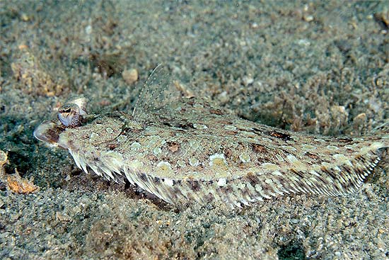 Eyed flounders have the ability to change coloration to assist in camouflage. Photo © Joe Marino