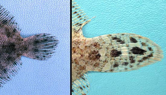 The eyed flounder can be distinguished from the twospot flounder by the arrangement of spots on the caudal fin: the eyed flounder caudal fin spots are located one above the other (left) while the twospot flounder caudal fin spots are located one anterior to the other (right). Photos © George Burgess